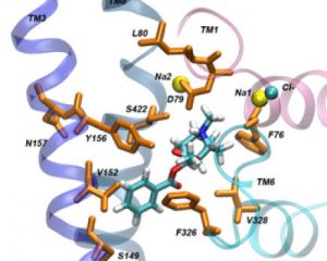 Dopamine-transporter